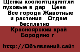 Щенки ксолоитцкуинтли пуховые в дар › Цена ­ 1 - Все города Животные и растения » Отдам бесплатно   . Красноярский край,Бородино г.